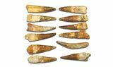 Clearance Lot: to Bargain Spinosaurus Teeth - Pieces #289410-1
